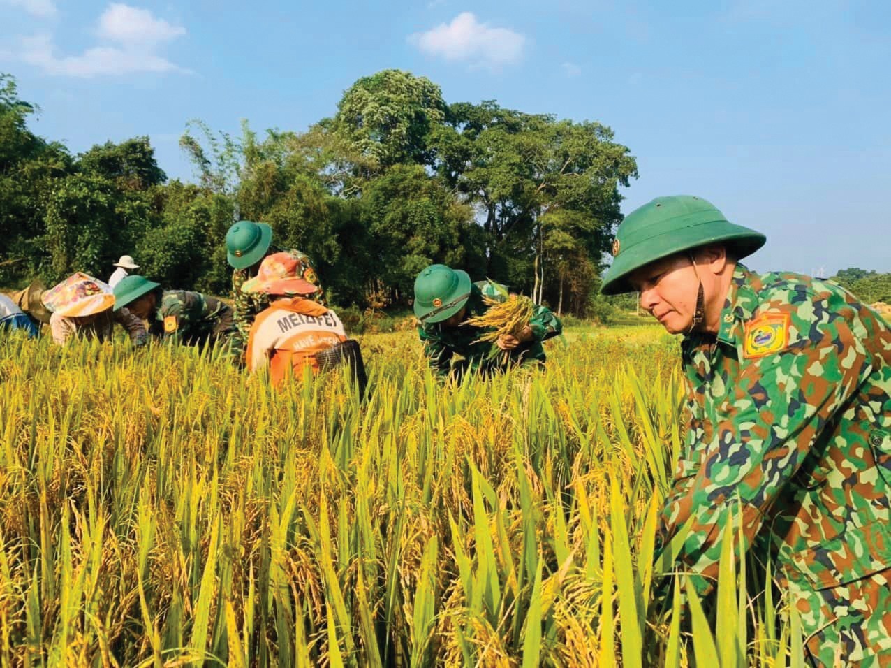 Vụ lúa bội thu trên cánh đồng của xã Hướng Phùng , Hướng Hóa -Ảnh: N.T.P