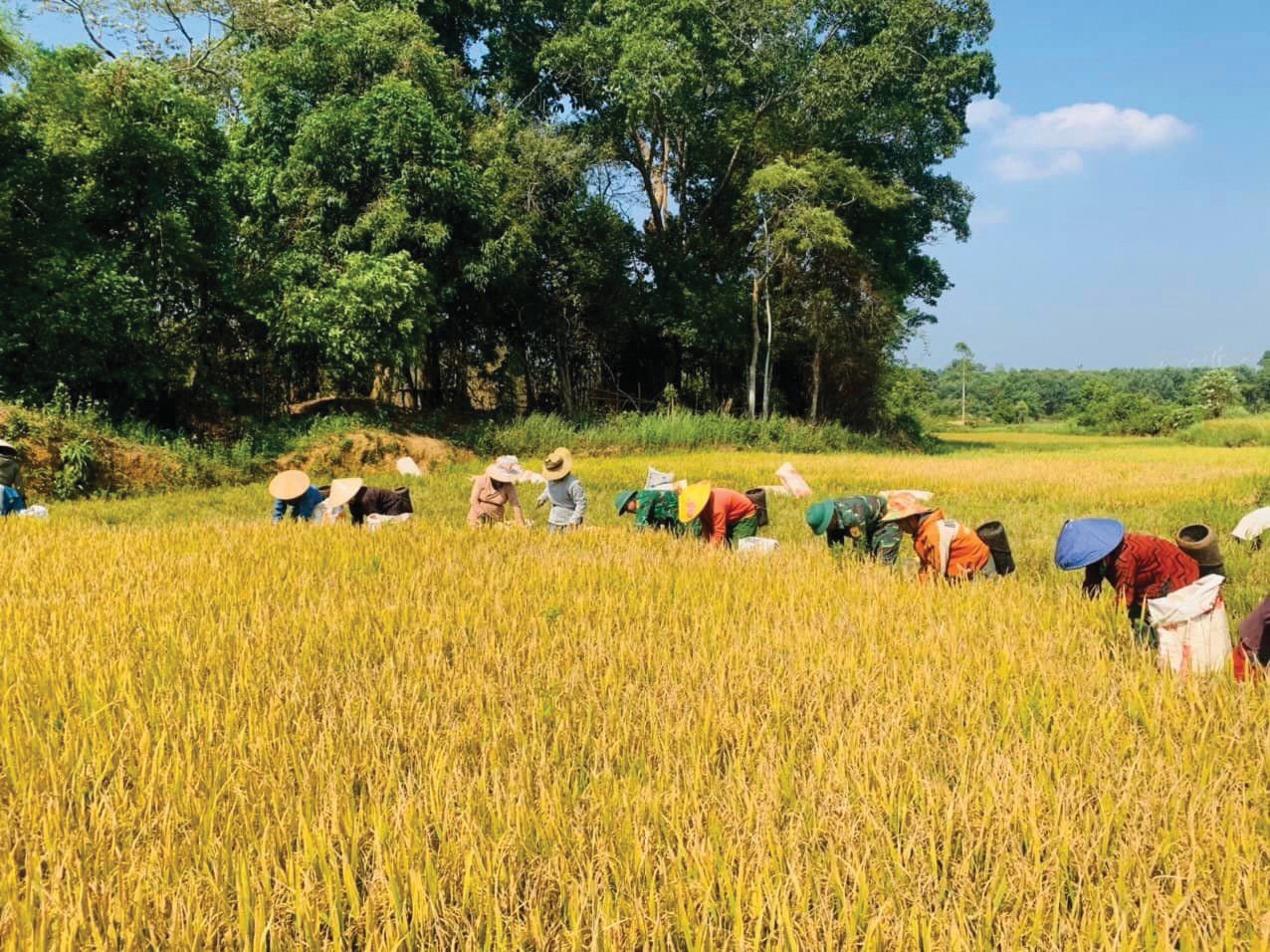 Cán bộ, chiến sĩ Đồn Biên phòng Hướng Phùng giúp Nhân dân thu hoạch lúa - Ảnh: N.T.P