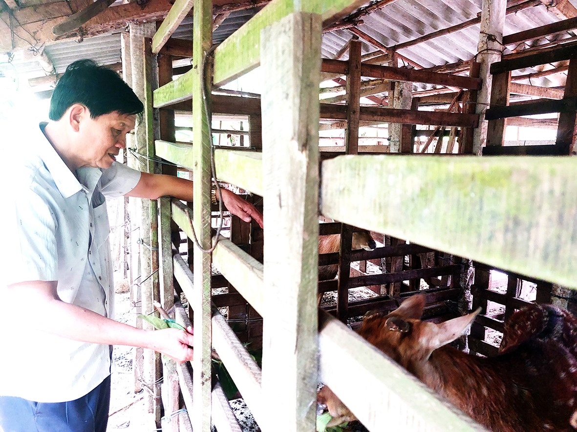 Thương binh Ngô Điệt tiên phong phát triển nghề nuôi hươu lấy nhung ở xã Hải Lệ, thị xã Quảng Trị -Ảnh: N.T.H