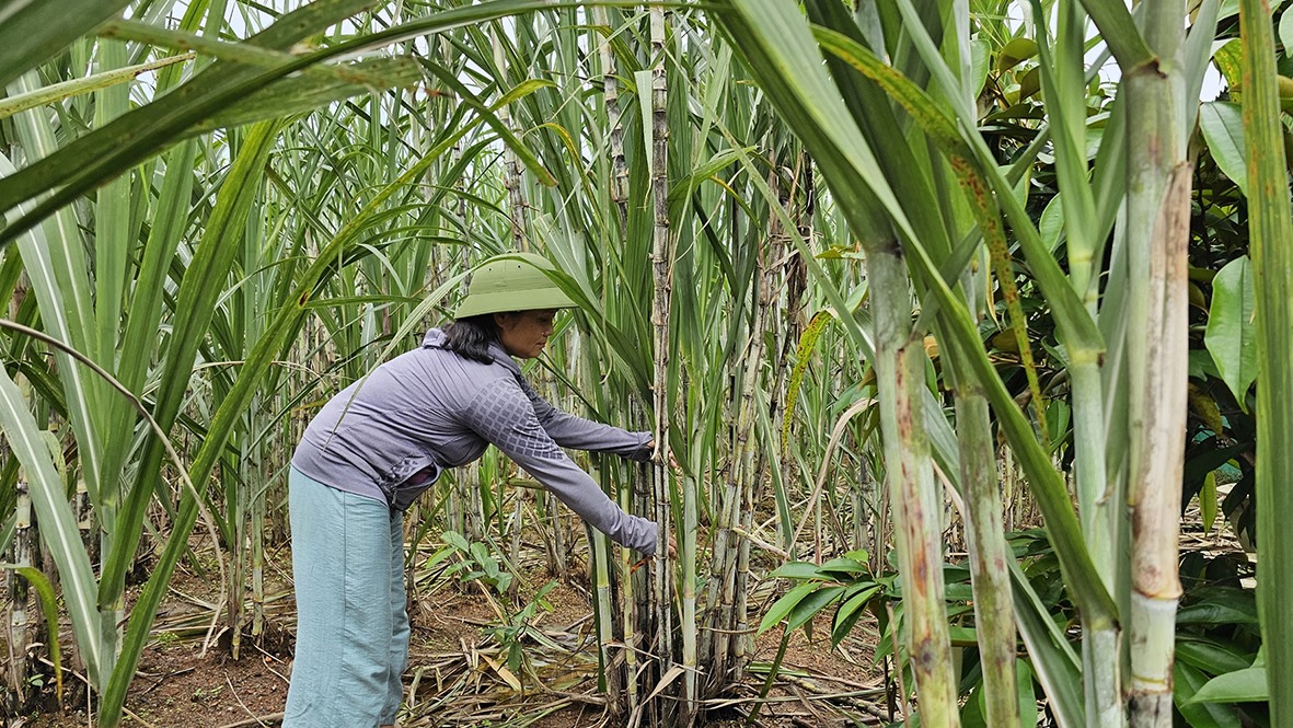 Chị Tiên dùng một phần vốn vay để trồng mía, tăng thu nhập - Ảnh: T.P