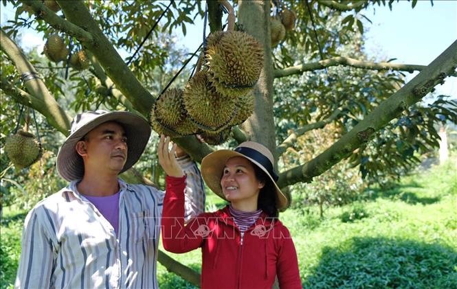 Sầu riêng Khánh Sơn - một thương hiệu đặc sản tại huyện miền núi Khánh Vĩnh, tỉnh Khánh Hòa. Ảnh tư liệu: Phan Sáu/TTXVN