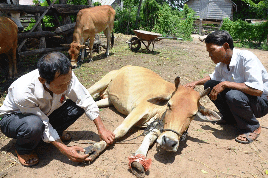 Hình ảnh minh họa - Ảnh: S.T