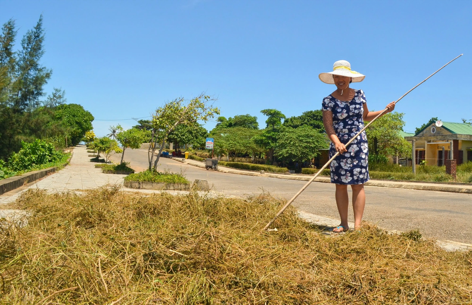 Người dân phơi giảo cổ lam trên đảo Cồn Cỏ -Ảnh: TRẦN TUYỀN