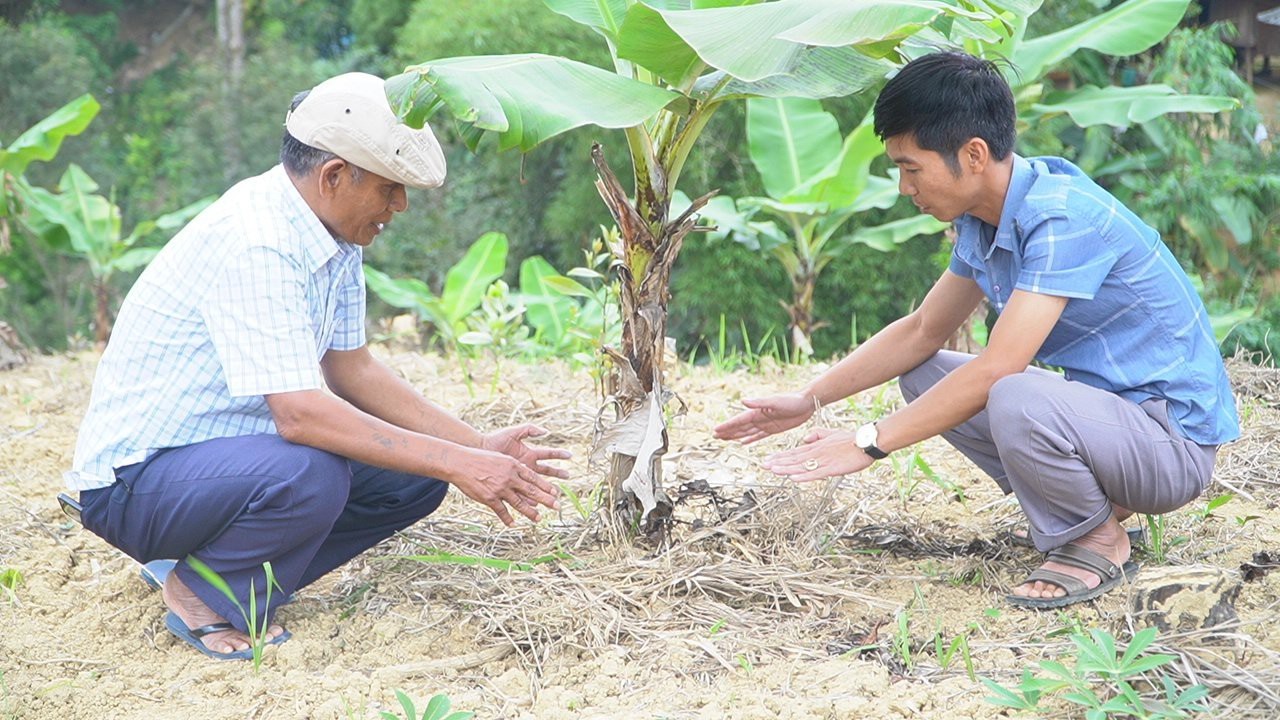 Ông Hồ Văn Y (bên phải) và anh Hồ Văn Kiện, Chủ tịch Hội Nông dân đang trao đổi về kỹ thuật trồng và bón phân cho chuối lùn mới trồng mở rộng - Ảnh: L.H