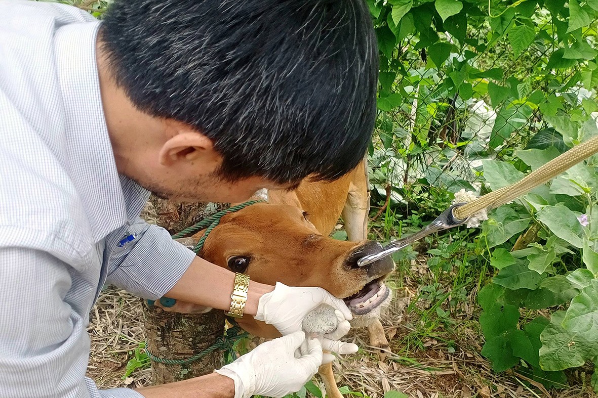 Cán bộ thú y lấy mẫu xét nghiệm bệnh lở mồm long móng trâu bò tại xã Húc, huyện Hướng Hóa - Ảnh: L.A