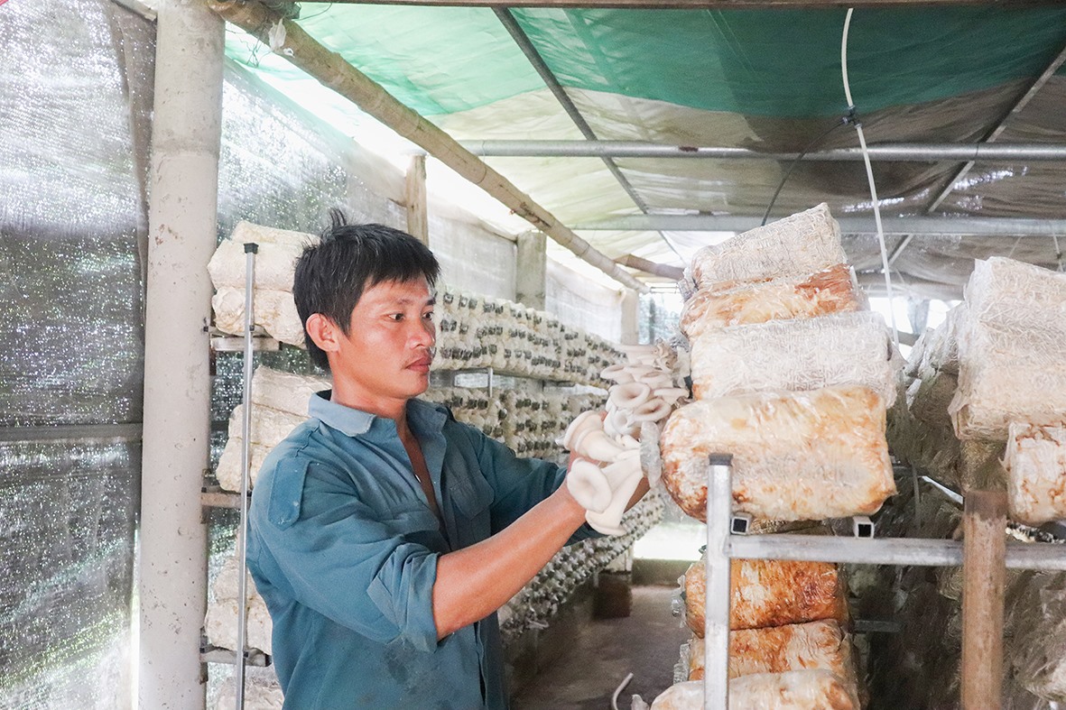 Mô hình trồng nấm mang lại nguồn thu nhập khá cho gia đình anh Trần Quốc Tuấn, ở thôn Lan Đình, xã Phong Bình, huyện Gio Linh - Ảnh: T.P