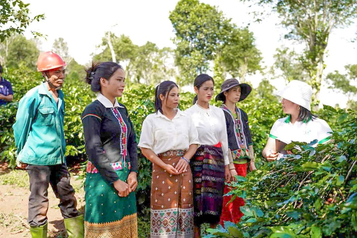 Bà Nguyễn Thị Hằng, Giám đốc HTX nông sản Khe Sanh (thứ nhất, bên phải) hướng dẫn người dân trồng cây cà phê theo hướng hữu cơ - Ảnh: H.T