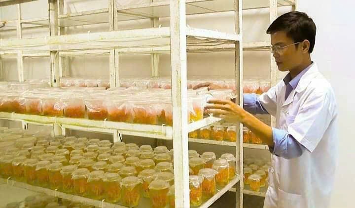Mô hình trồng nấm đông trùng hạ thảo tại Trung tâm Nghiên cứu, Chuyển giao công nghệ và Đổi mới sáng tạo Quảng Trị cho hiệu quả cao - Ảnh: T.C.L