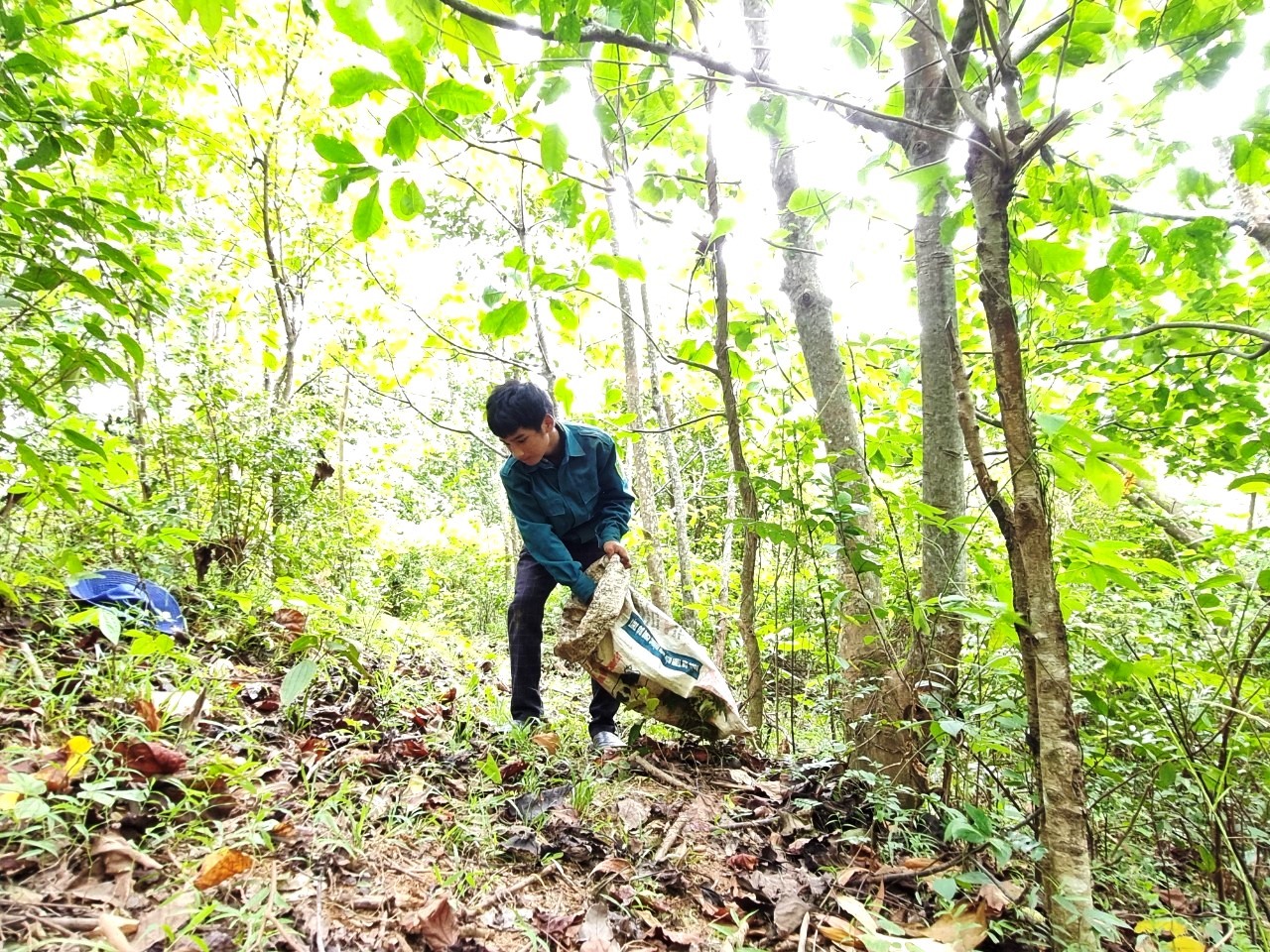 Em Hồ Lâm Hoàng, học lớp 9 - cháu của ông Mừng - nhặt trẩu để kiếm tiền mua sách vở, áo quần trước thềm năm học mới - Ảnh: Đ.V