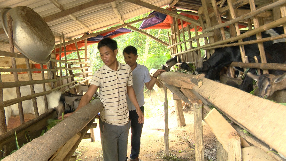 Chăn nuôi dê địa phương mang lại hiệu quả kinh tế cao ở xã Đakrông -Ảnh: S.H