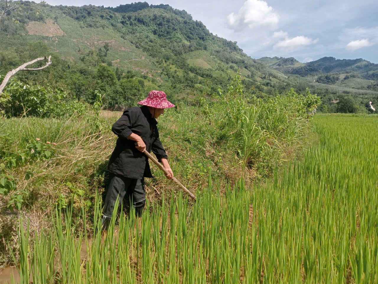 Ông Diệp chăm chỉ làm kinh tế để người dân trong bản noi theo - Ảnh: T.P