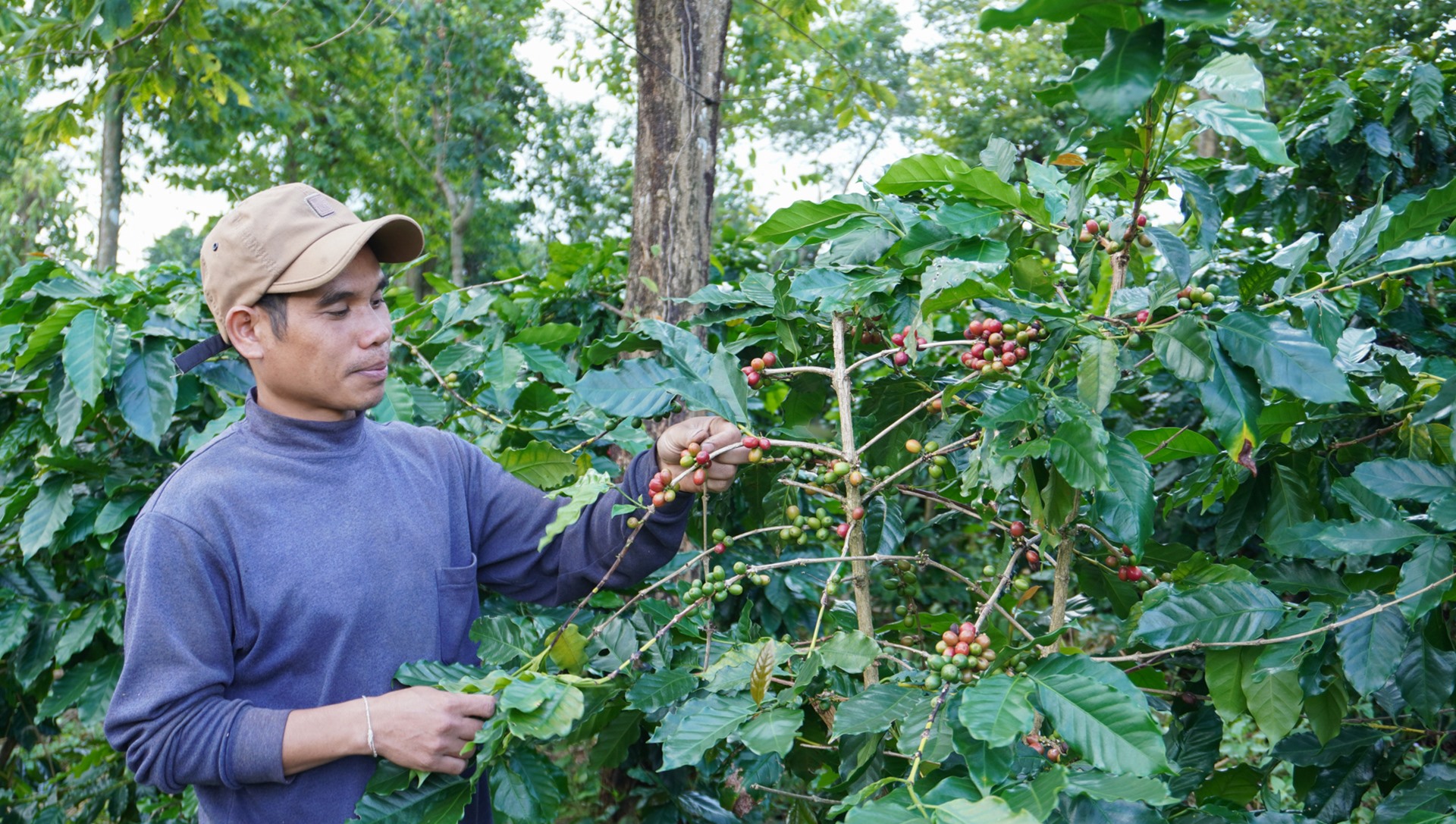 Sản phẩm cà phê chè huyện Hướng Hóa đã được Cục Sở hữu trí tuệ thẩm định và cấp văn bằng bảo hộ nhãn hiệu tập thể “Khe Sanh” - Ảnh: Lê Trường