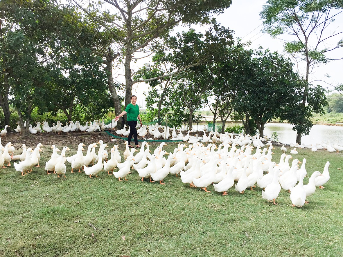 Hộ chăn nuôi gia cầm ở thị trấn Diên Sanh, huyện Hải Lăng chăm sóc tốt đàn gia cầm để xuất chuồng - Ảnh: T.A.M