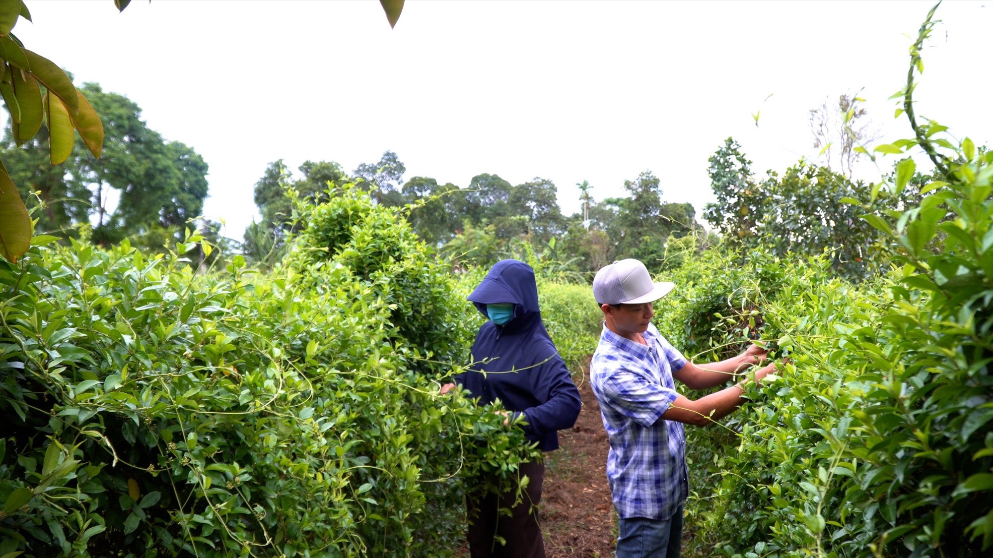 Mô hình trồng cây dây thìa canh của Cơ sở sản xuất và kinh doanh cao dược liệu Minh Nhi mở ra hướng phát triển kinh tế mới cho người dân - Ảnh: N.T.H