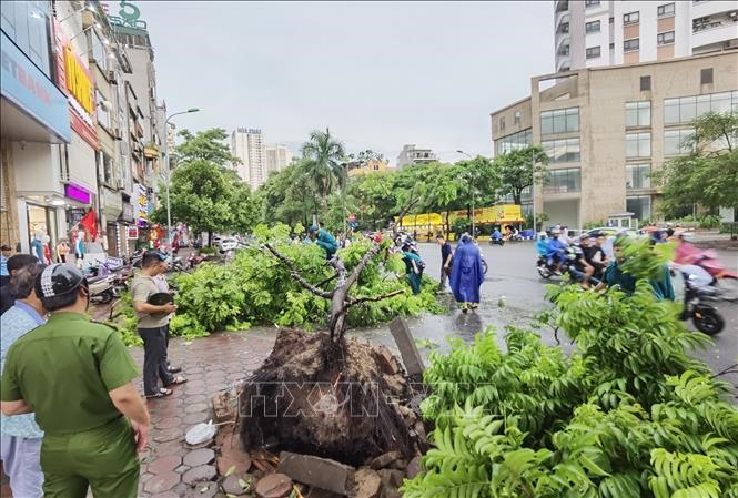 Cây đổ trên phố Tân Mai (quận Hoàng Mai) được lực lượng chức năng dọn dẹp, thu gom, chiều 6/9. Ảnh: Thanh Tùng/TTXVN