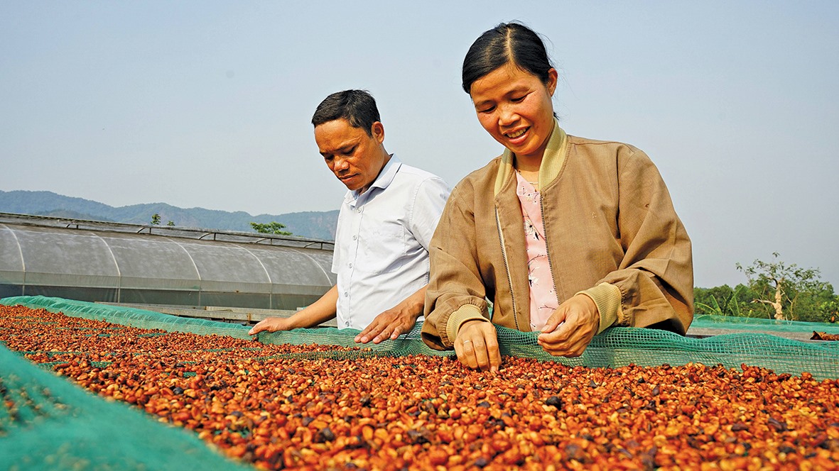 Quả cà phê trong mô hình nông - lâm kết hợp cho chất lượng cao - Ảnh: L.A