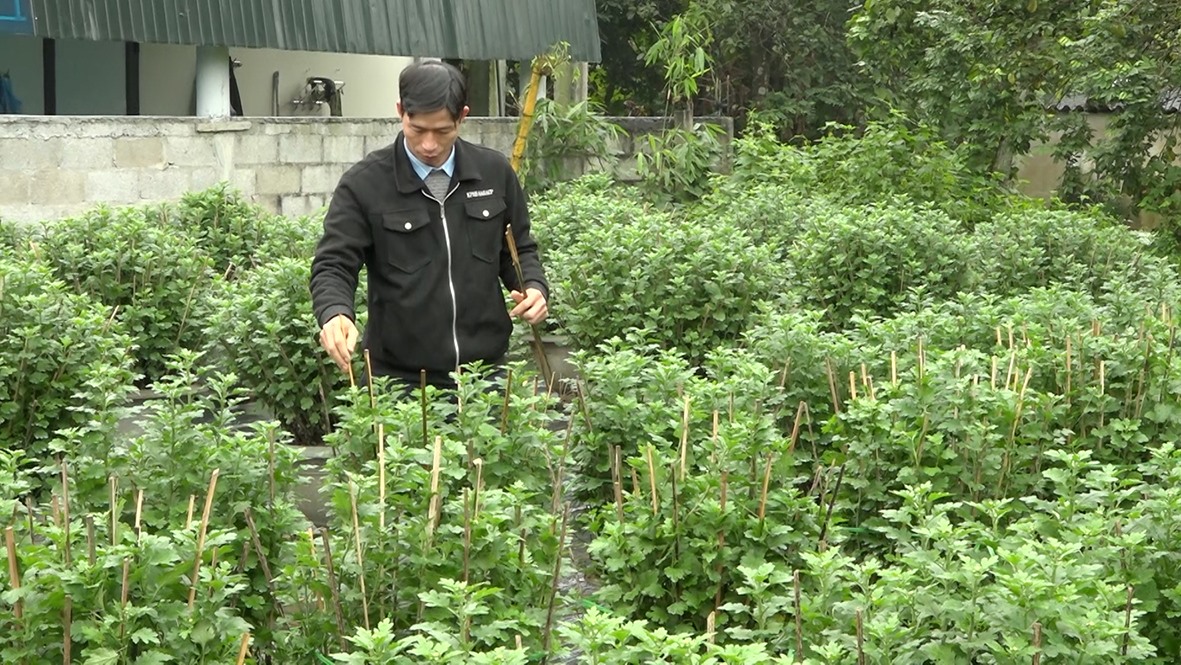 Anh Lê Quang Linh đang tích cực chăm sóc vườn hoa cúc kịp cung ứng ra thị trường dịp tết Nguyên đán Ất Tỵ - 2025 - Ảnh: N.T