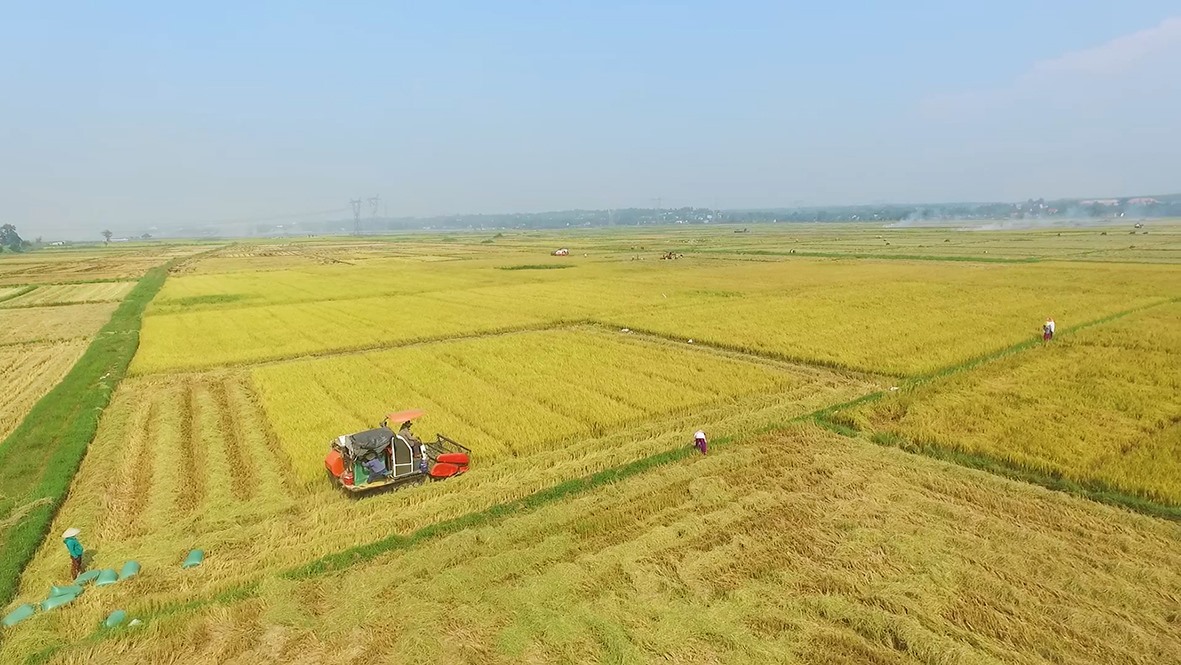 Mùa vàng trên cánh đồng lớn huyện Hải Lăng - Ảnh: T.T