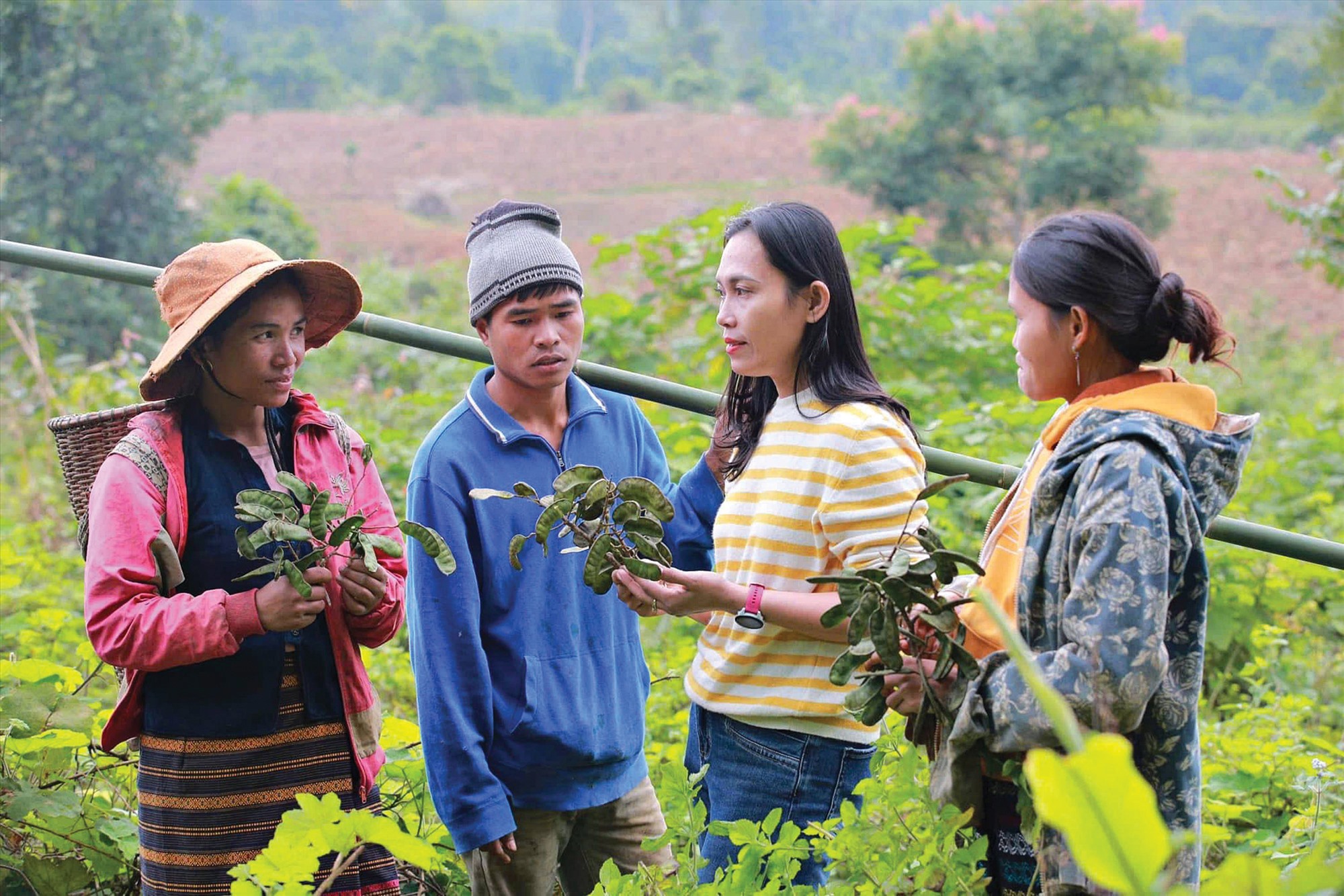 Chị Trần Thị Mỹ Dung (thứ 2 từ phải sang) hướng dẫn đồng bào dân tộc thiểu số thu hái bồ kết đúng cách - Ảnh: L.A