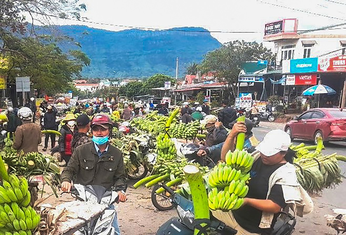 Người dân huyện Hướng Hóa phấn khởi khi chuối mật mốc được bán với giá khá cao -Ảnh: S.H