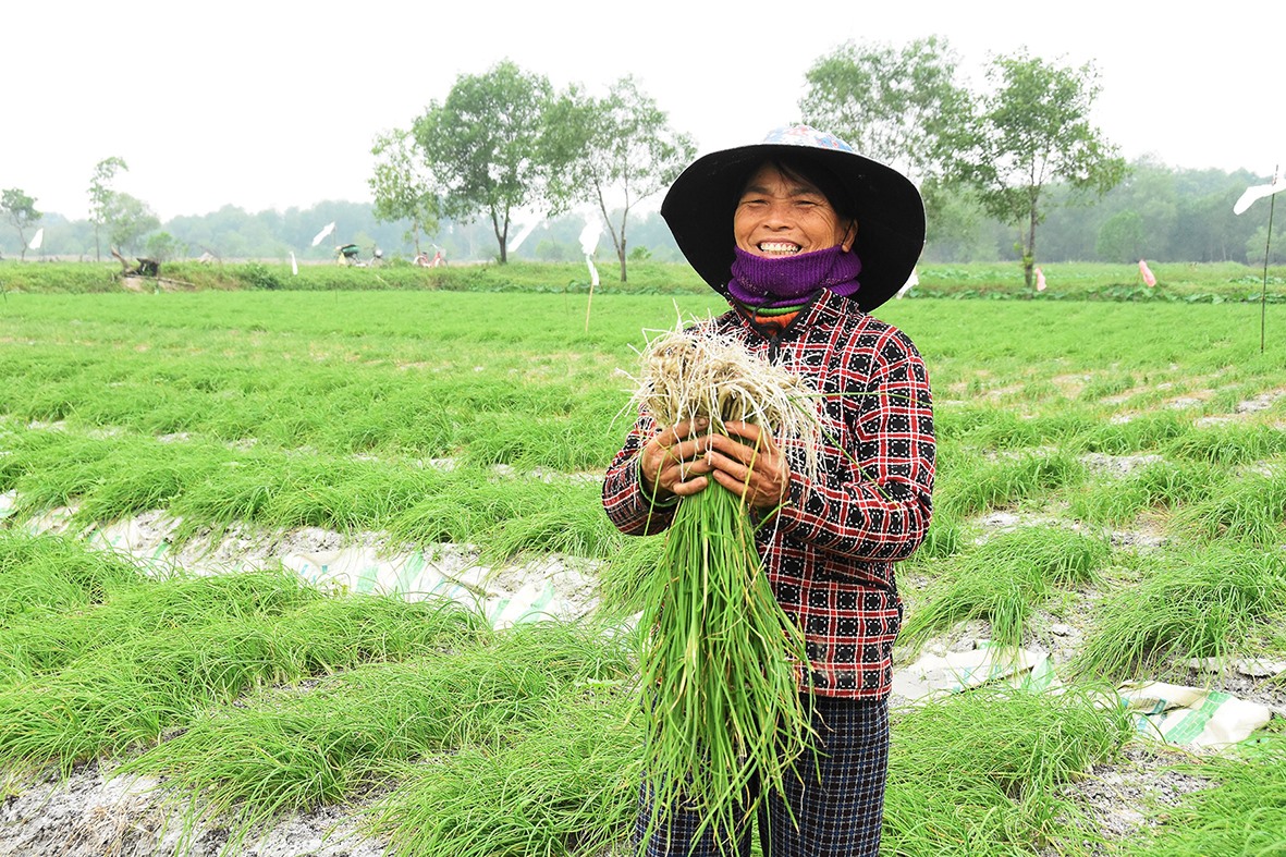 Bà Nguyễn Thị Điểu, thôn Thống Nhất, xã Hải Bình, huyện Hải Lăng thu hoạch ném cây để bán cho thương lái - Ảnh: ĐV