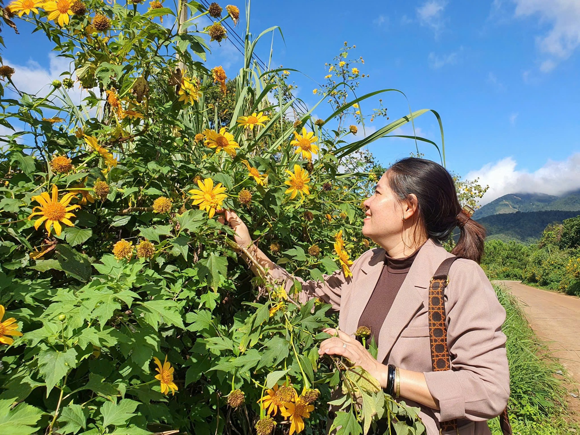 Con đường hoa dã quỳ ở xã Hướng Phùng (Quảng Trị).