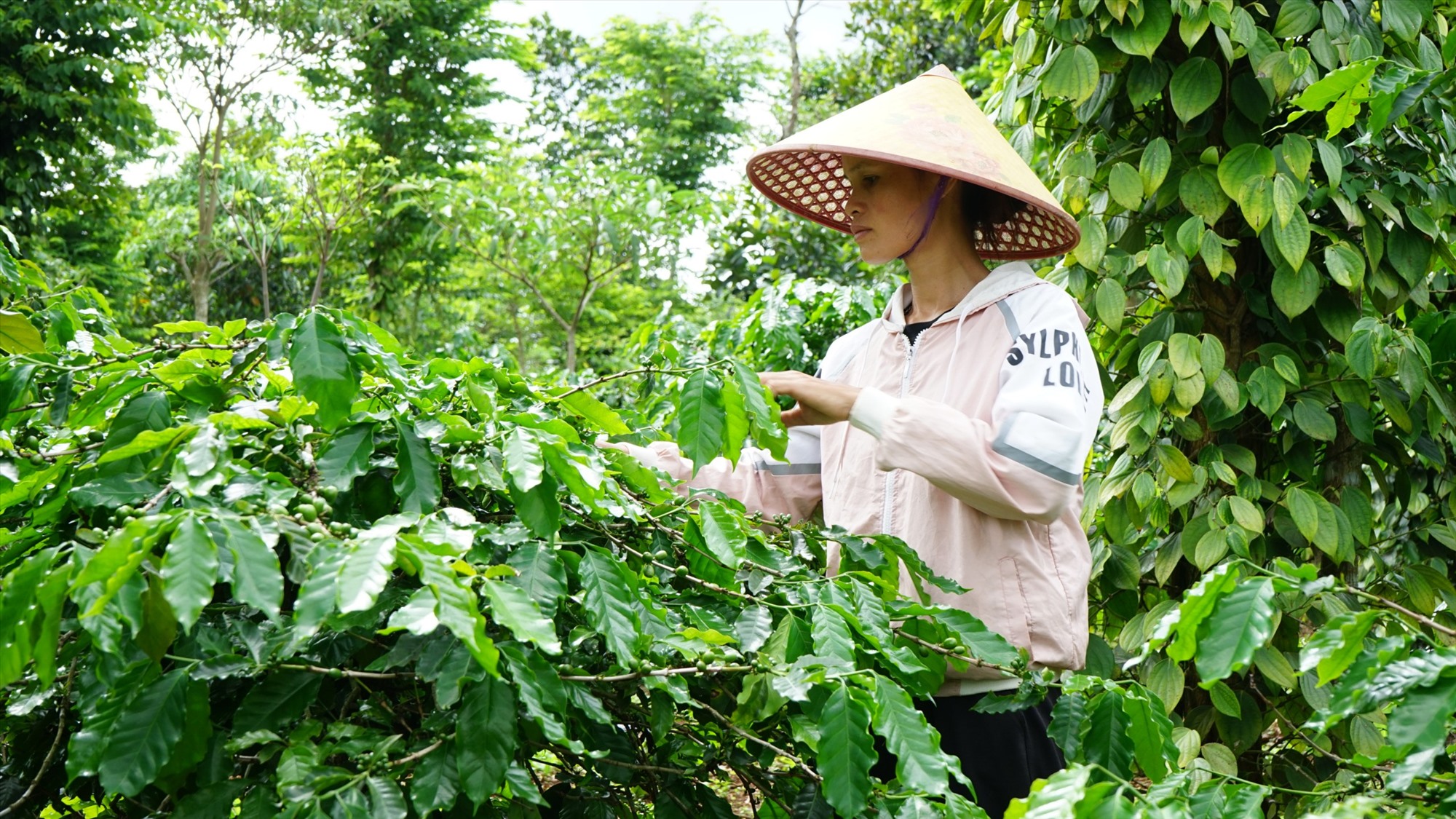 Sản phẩm “Cà phê Khe Sanh” đang được tỉnh Quảng Trị triển khai đăng ký bảo hộ, quản lý và phát triển chỉ dẫn địa lý - Ảnh: H.T