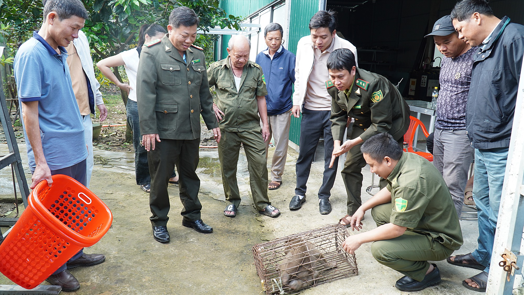 Cá thể khỉ được người dân bắt được bàn giao cho lực lượng kiểm lâm-Ảnh: Anh Vũ