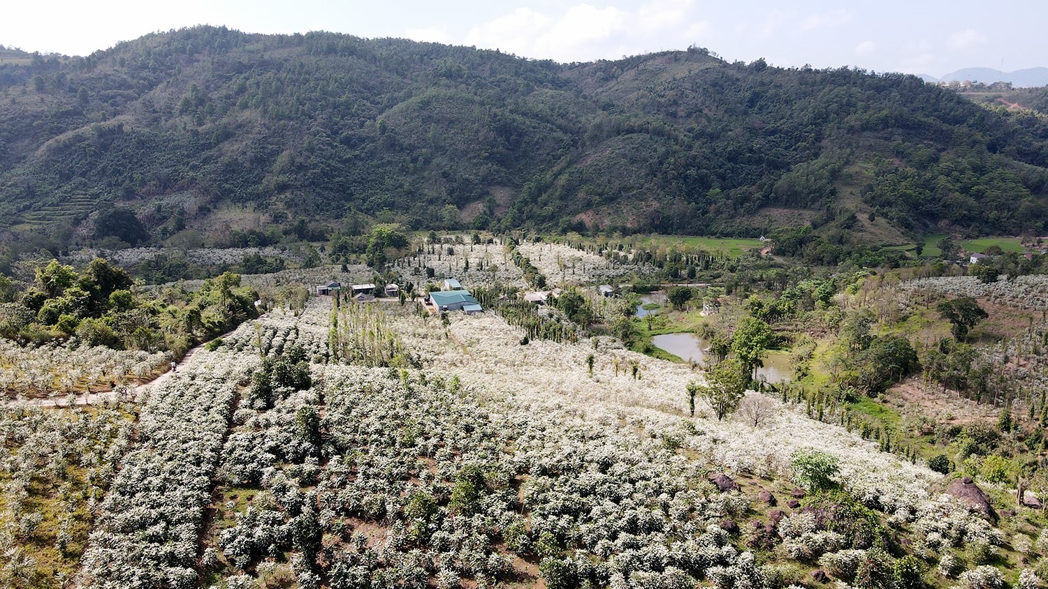 Mùa hoa cà phê ở Khe Sanh. Ảnh: Công Điền